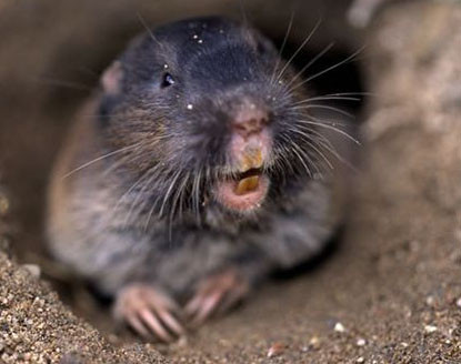 Gopher gopher